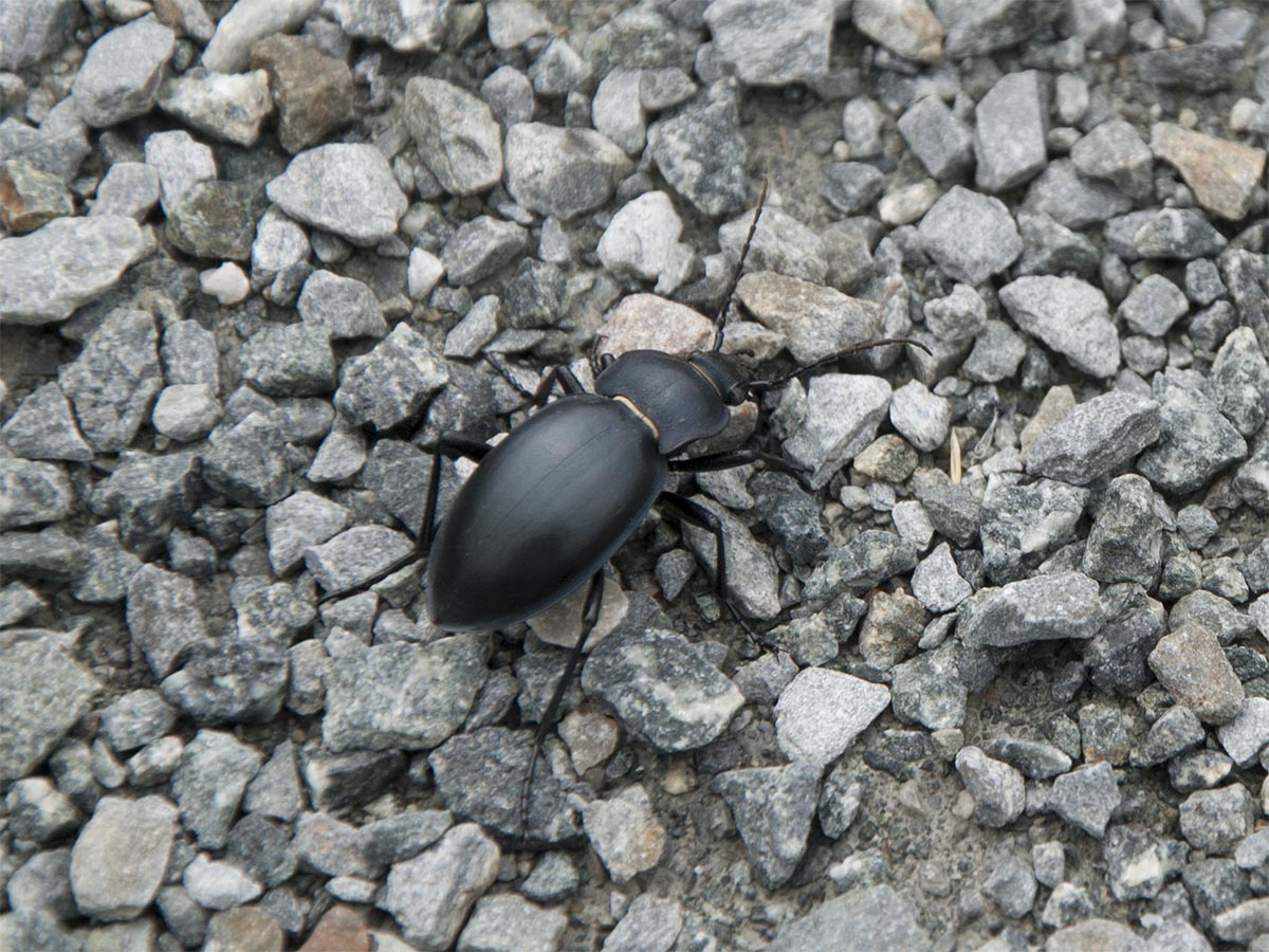 Carabus glabratus